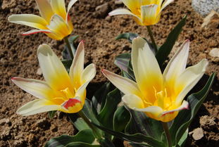 榕树贷款，例举10个花户能下款的口子