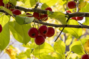 市场新动态，例举10个平台可以贷款10万