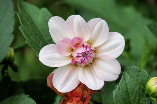 哪里还有秒下的口子，盘点十个融享花一样的平台