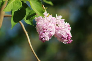 黑花了借款口子必下，分析十个有什么像安逸花这种软件