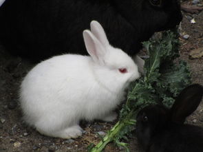 带动物名的贷款平台盘点：蚂蚁借呗、白猫贷等产品解析