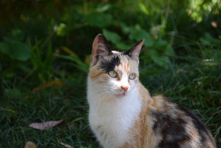 万猫卡贷款平台app靠谱吗？额度高下款快真实测评